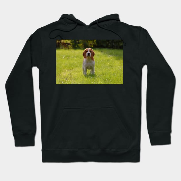 Beagle in field Hoodie by Wanderingangel